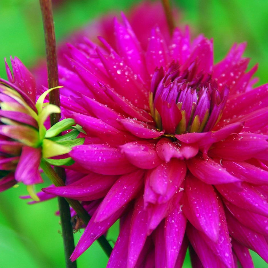 Dahlias