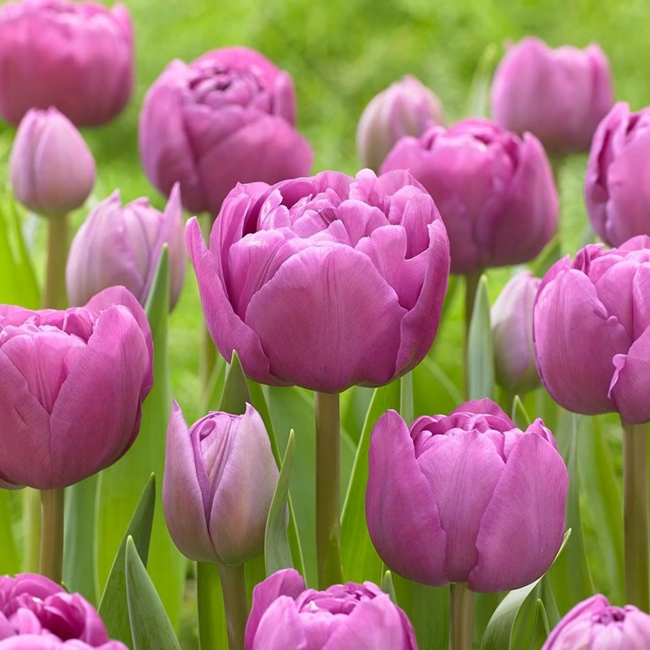 Tulip bulbs