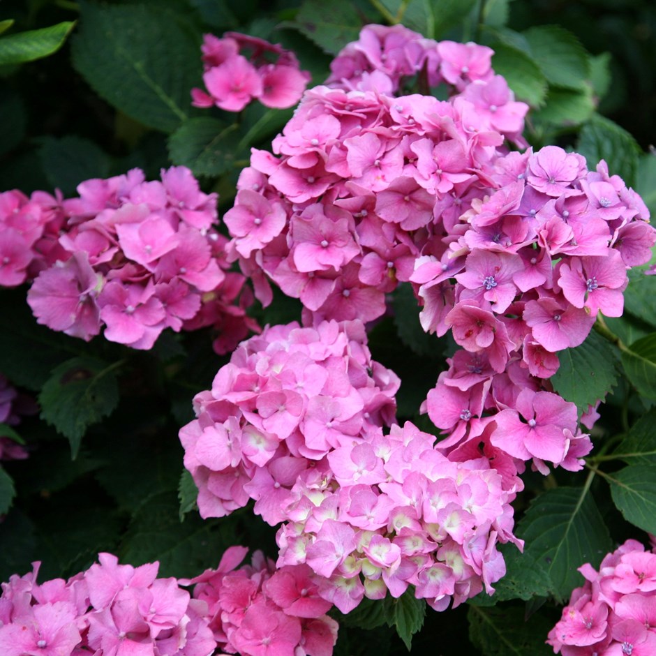 Hydrangeas