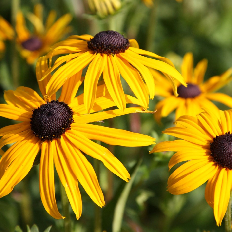 Perennials