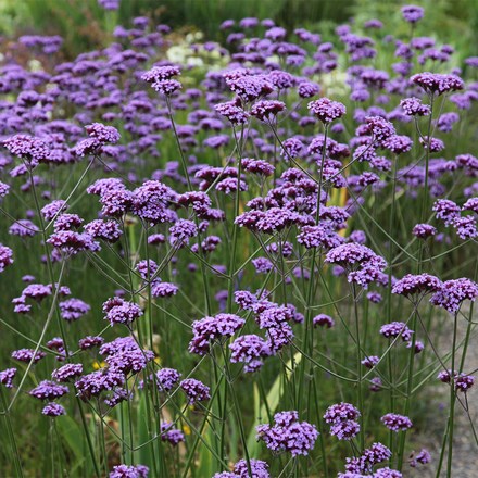 Verbena bonariensis | Purple Top