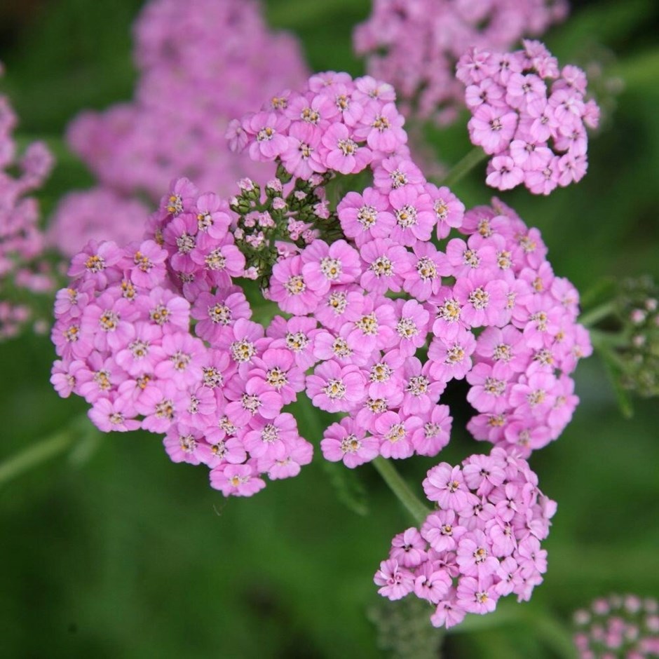 Perennials