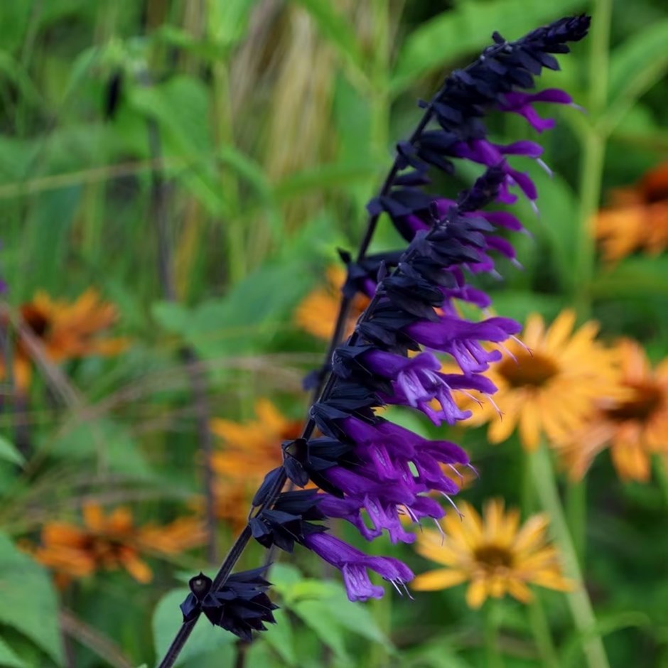 Salvia