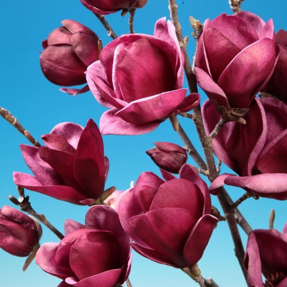 Magnolias