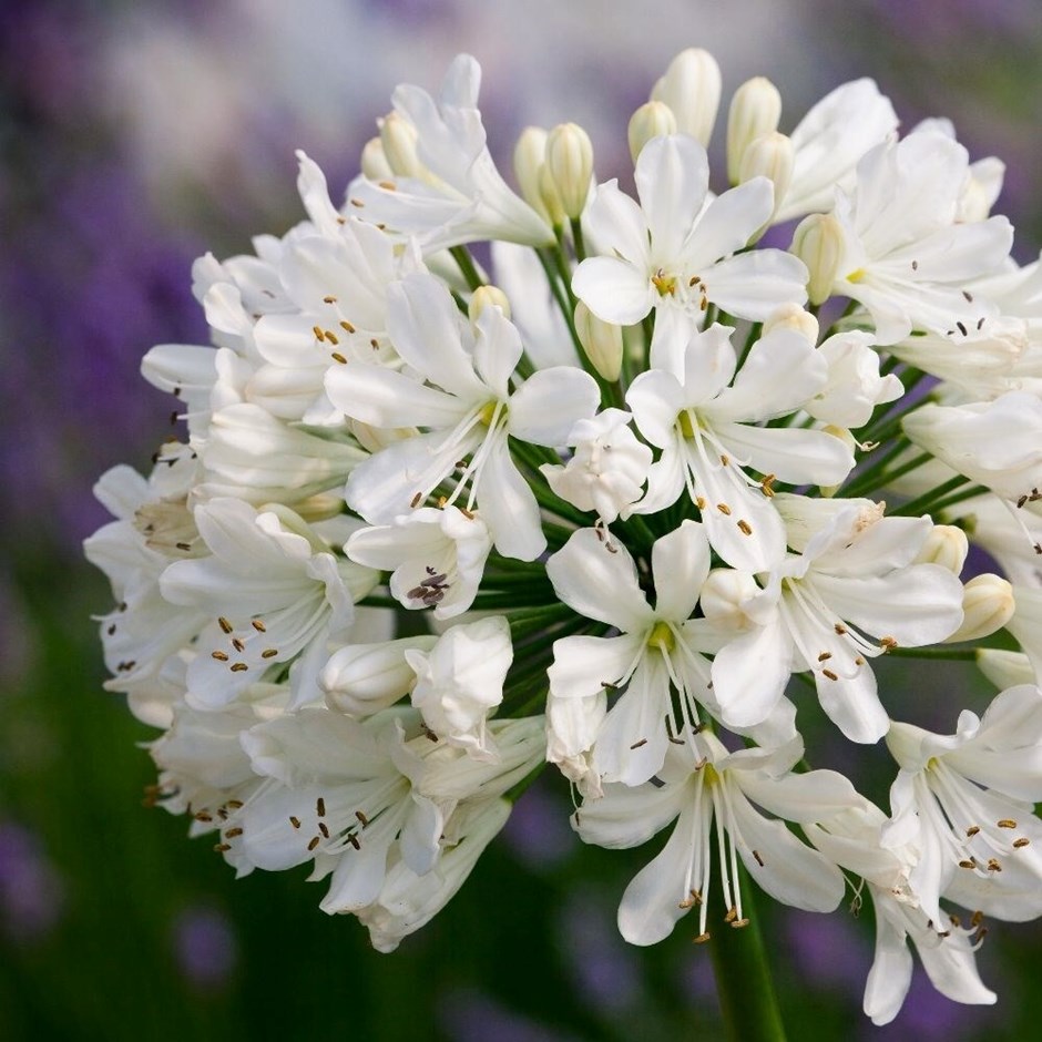Agapanthus Plants