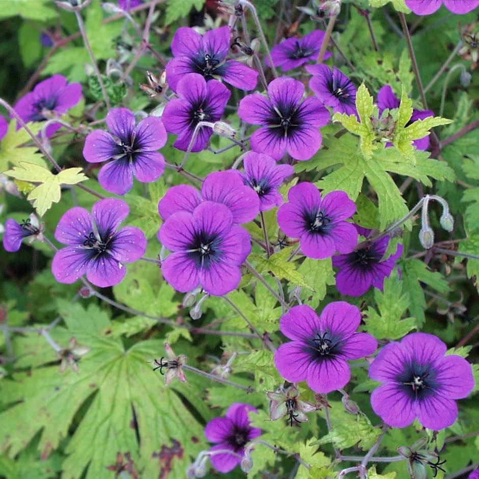 Hardy Geraniums