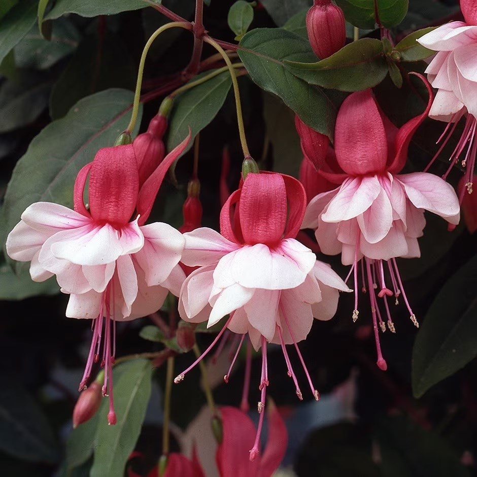 Summer bedding: 50% off