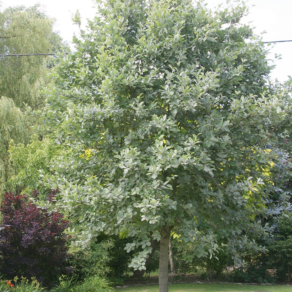 Trees