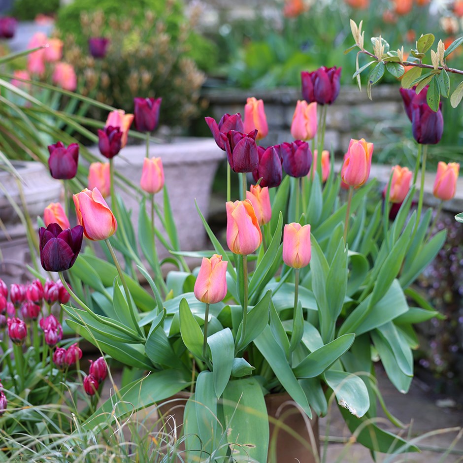 Bulbs & Tubers
