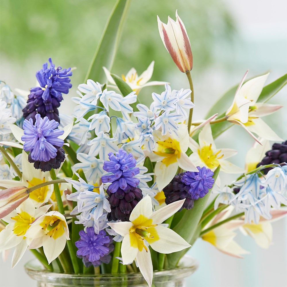 Bulb collections